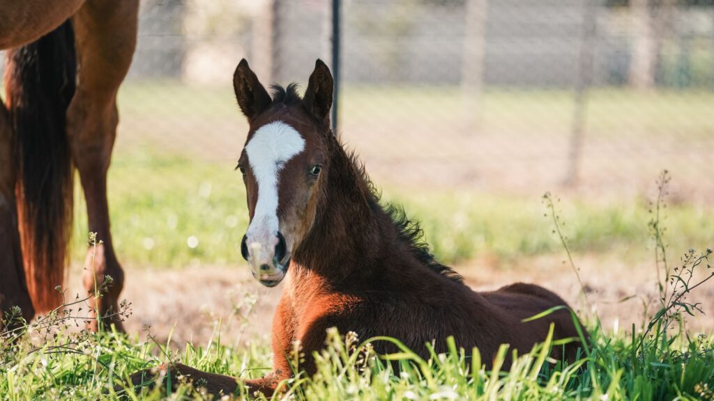 glenbeighfarm-feature-foals