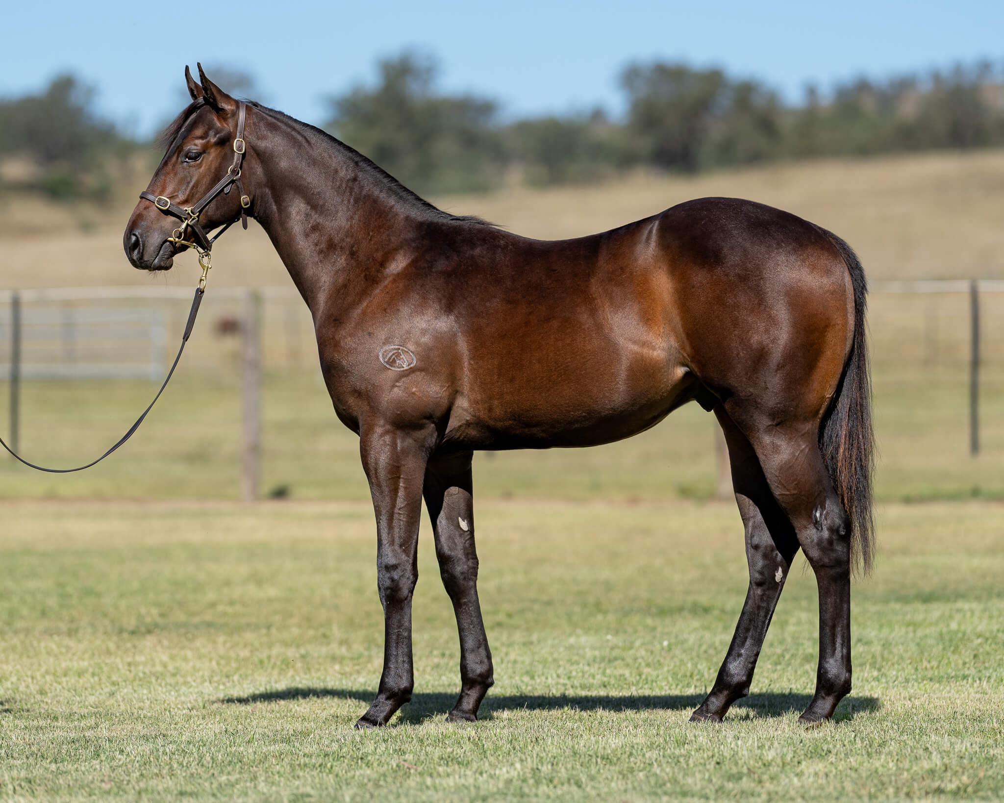 Lot 1302 Time to Reign x Mornington Mist