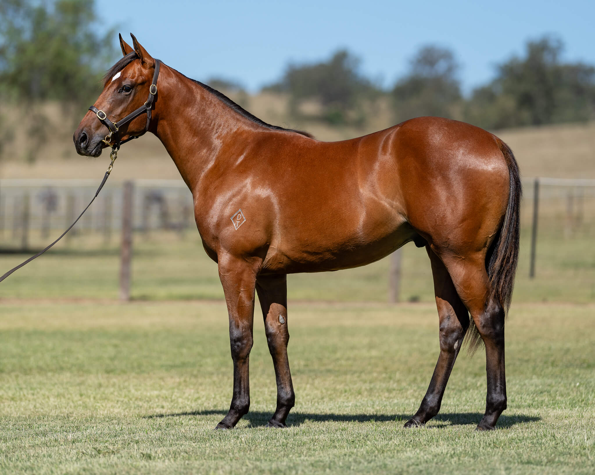 Lot 267 Trapeze Artist x Chrisellaine (IRE)