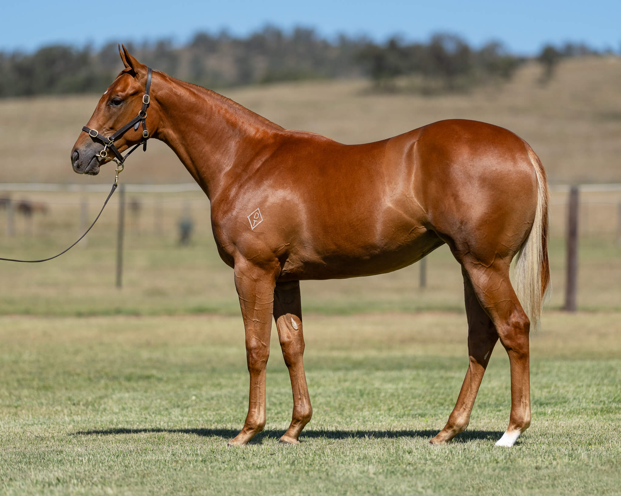 Lot 291 The Autumn Sun x Courtesan (NZ)