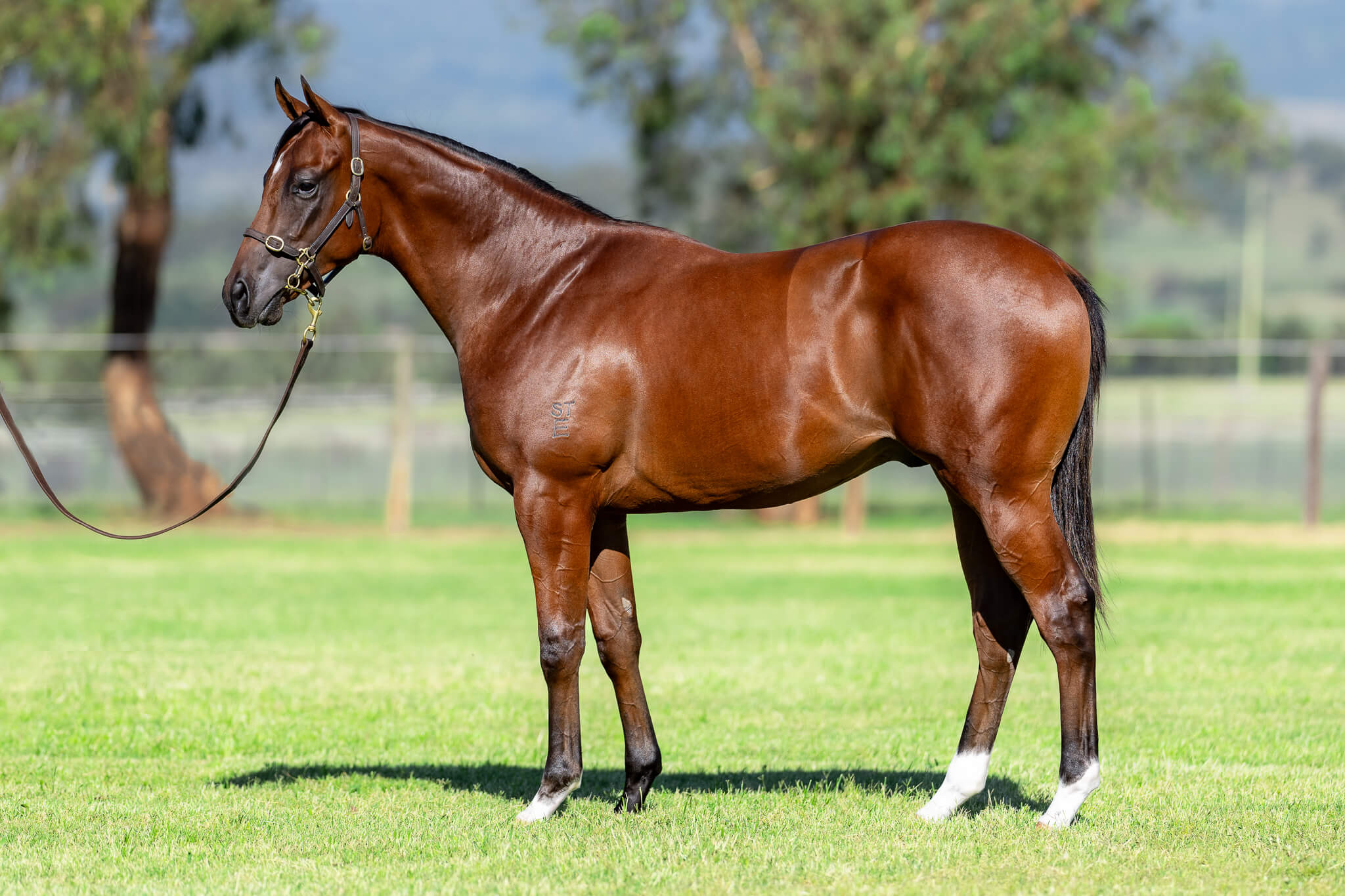 Lot 140 Hanseatic x Darcibelle colt