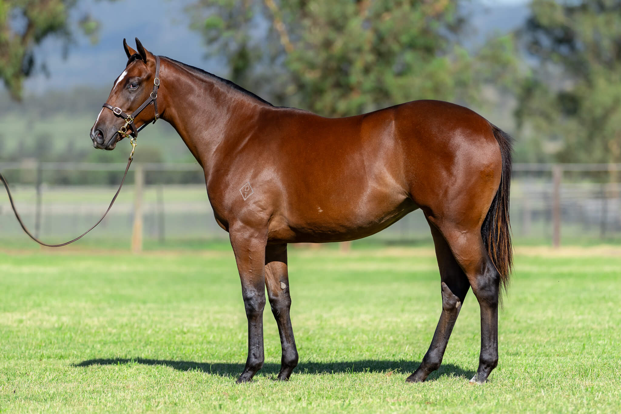 Lot 370 Blue Point (IRE) x Launched